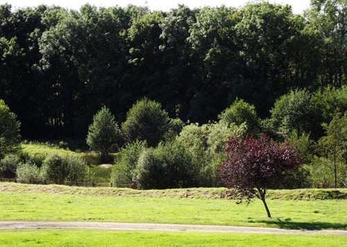 Commercial Grounds Maintenance - Tree Cutting Wales